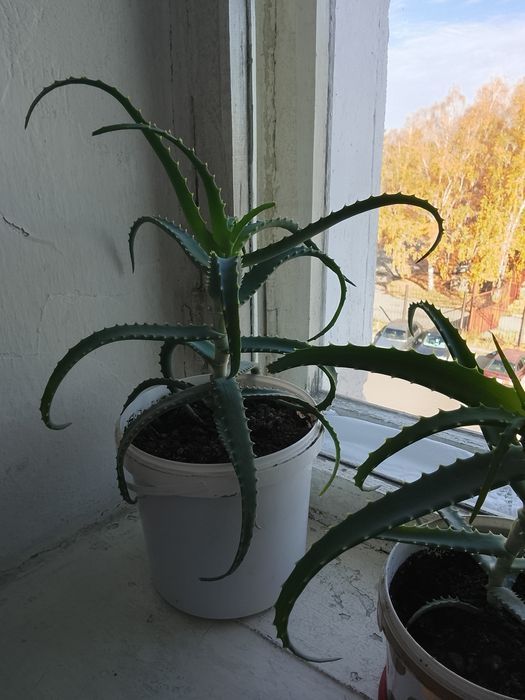 Продам алое 3500 и 1500