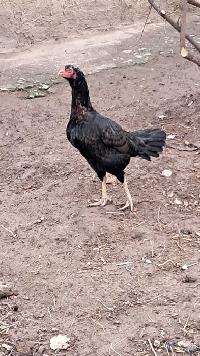 Dakan Makyon 1 tulak