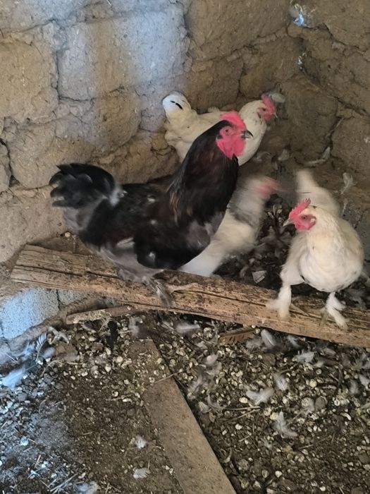 Курицы и цыплята