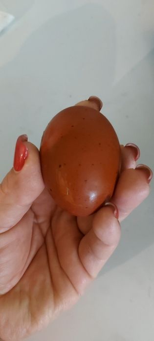 Куры Маран цыплята