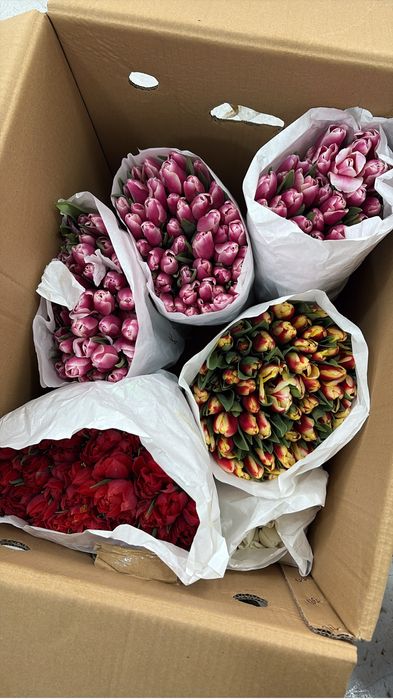 Продам тюльпаны 300тг 550 штук