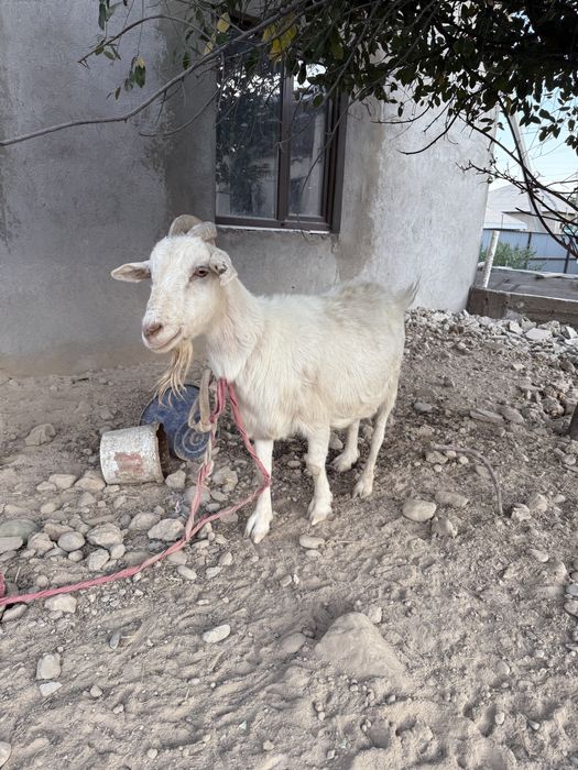 Коза продается срочнр