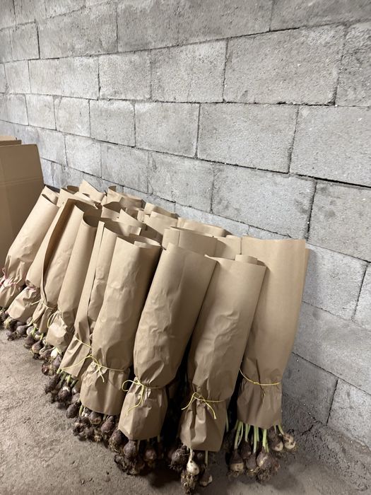 Продам тюльпаны, разный сорт