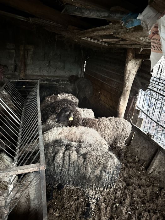 Семіз саулықтар