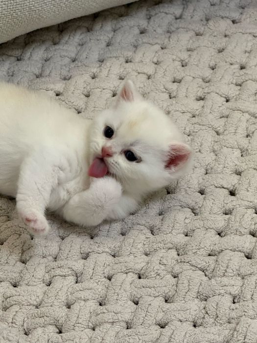 Элитные шотландцы