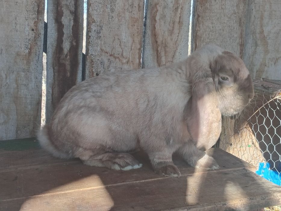 Vând iepuroi berbec german