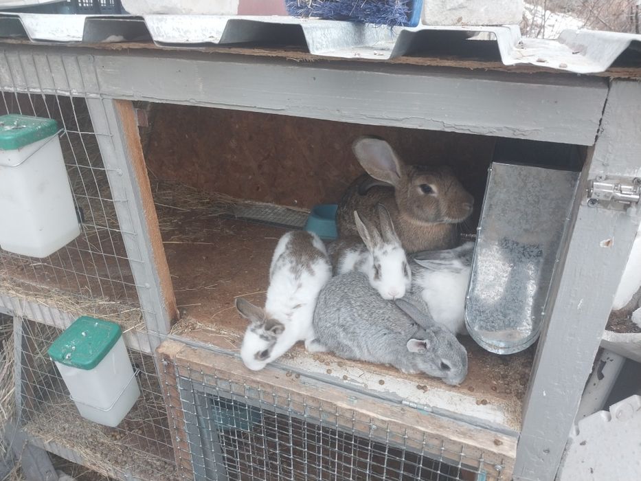 Коян сатылады ...