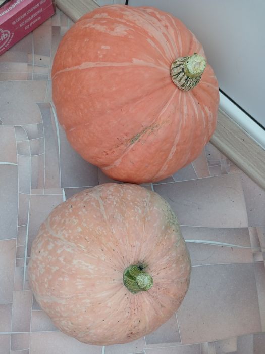 Продам  топинамбур  с дачи