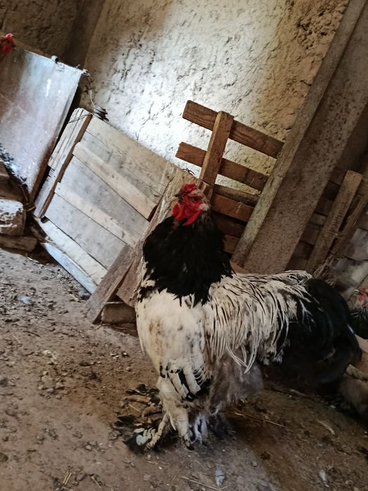 Brama Tovuq va joʻjalar sotiladi