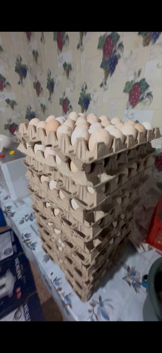 Адлер жұмыртқасын сатам