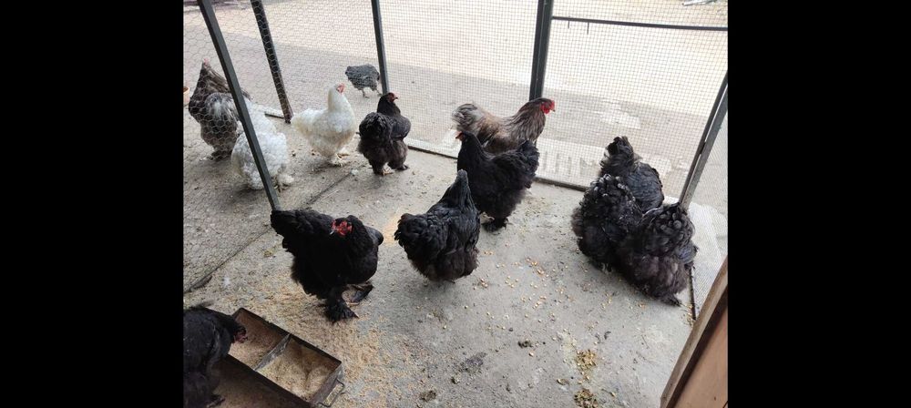 Ouă găini brahma