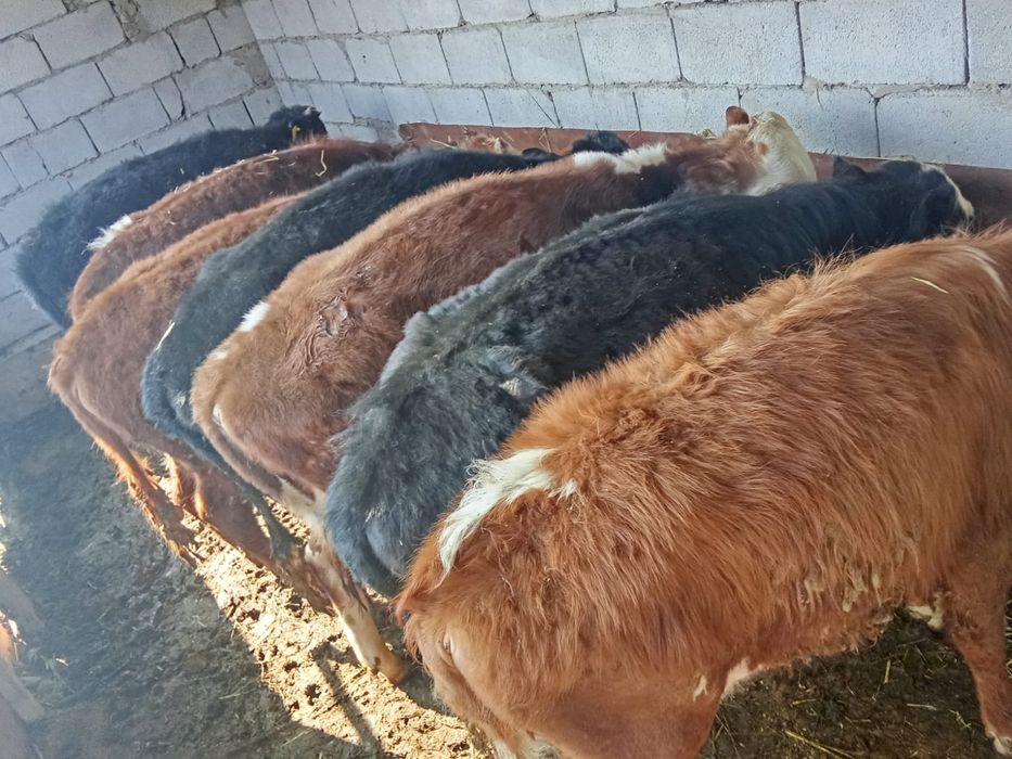 Продам бычков подсосы