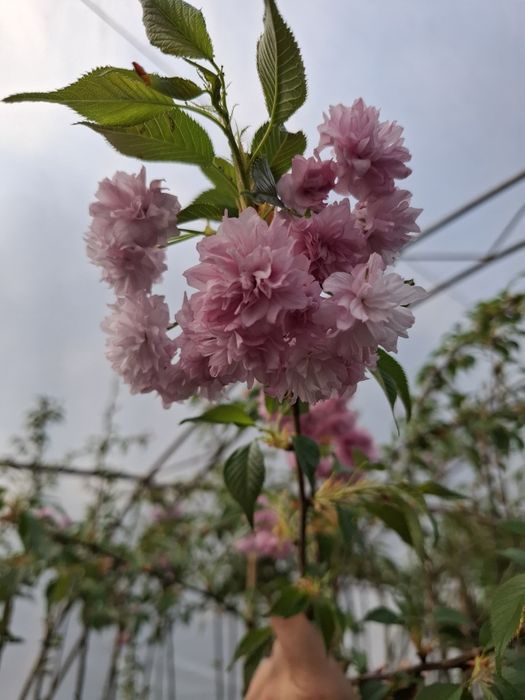 Японска вишна канзан в саксия