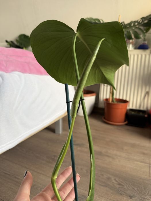 Monstera Deliciosa