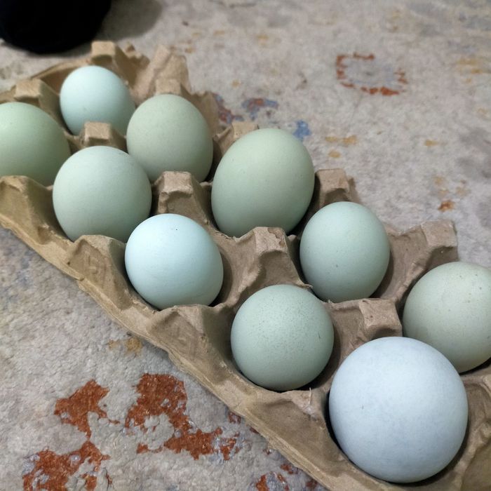 Ухейлио тауықтарды.