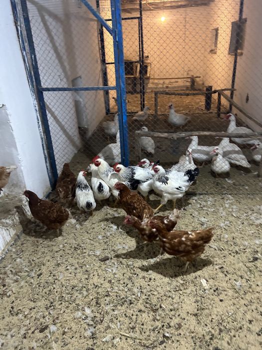 Адлер Қораз/Петух Адлерский