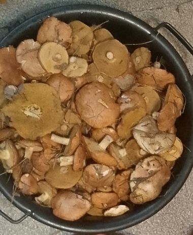 Продам грибы маслята