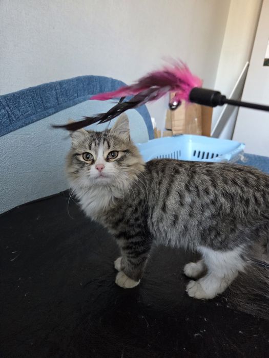 Котик, мальчик! Ласковый пушистик ищет дом! Г.Актобе