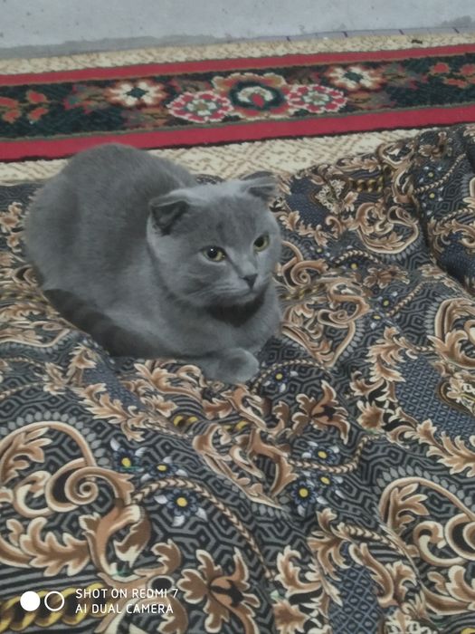 Skotish fold nasli toza slishkim ozoda va kurinni felix yeydi holos!!!