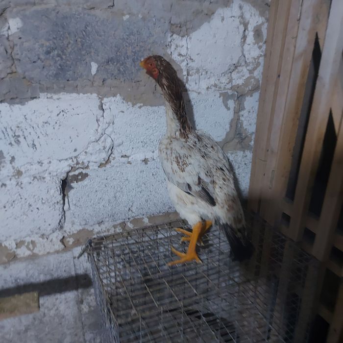 Шамо хинт 1.5 год