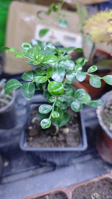 Продам    мурайю