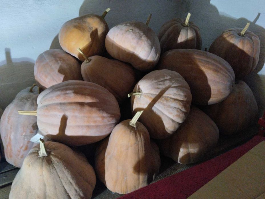 Тыква сладких и несладких сортов (свой огород - излишки)
