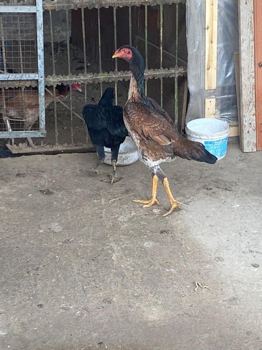 Срочно Дакан мекен  бар