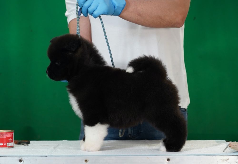 American Akita par lung