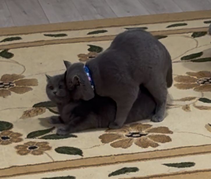 British Shorthair Blue. - Для вязки. КОТ НЕ ПРОДАЕТСЯ!