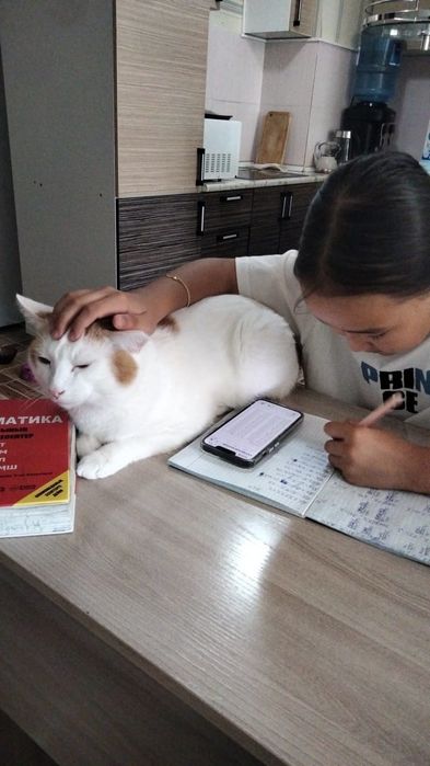 Отдам кота в хорошие руки