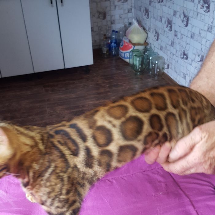 Бенгальские чистокровные девочки.