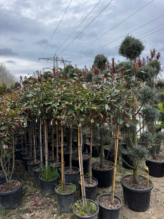 Photinia Red Robin premium | Gard viu roșu și plantare
