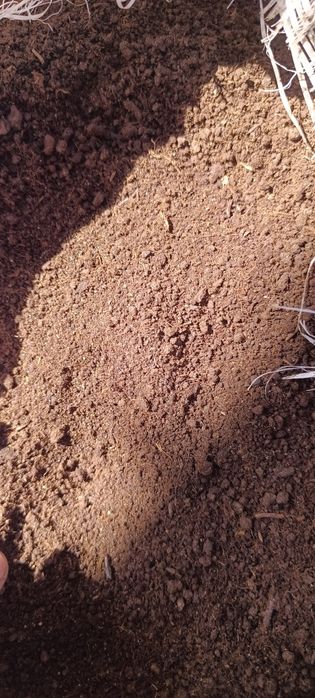 Продается натуральный Биогуммус 1000% гарантия.