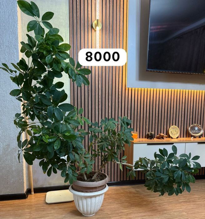 Продам разные комнатные цветы от 2000