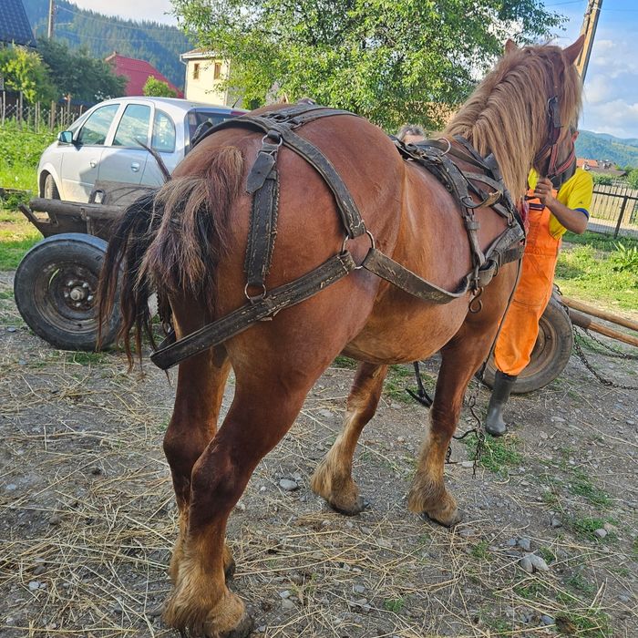 De vânzare Mânz de 2 ani