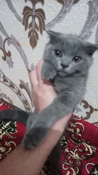 Scotish strayt 2,5 oylik narxi 1 mln