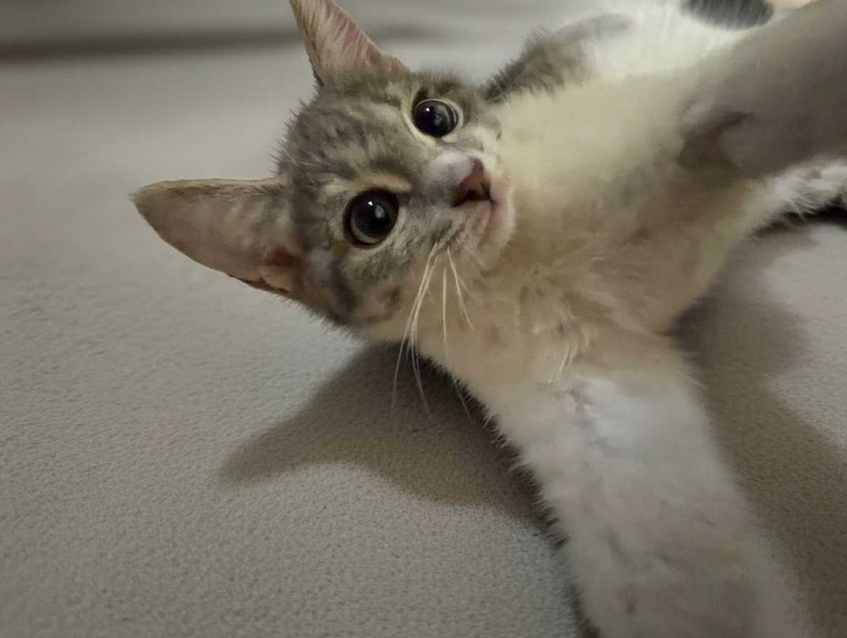 Котенок ищет дом