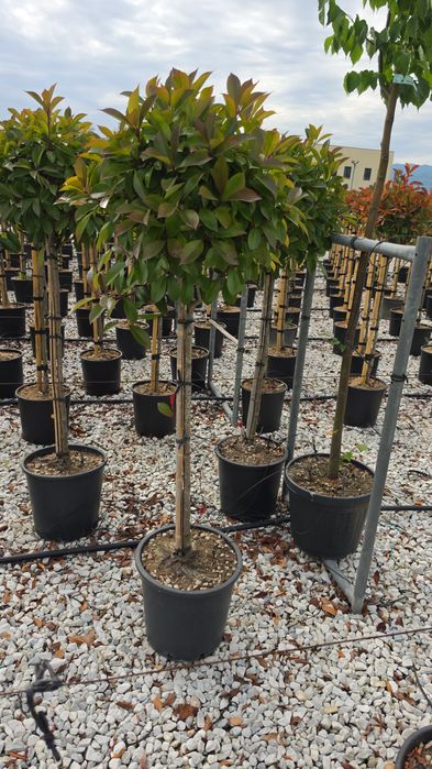 Photinia tufă si pe tija