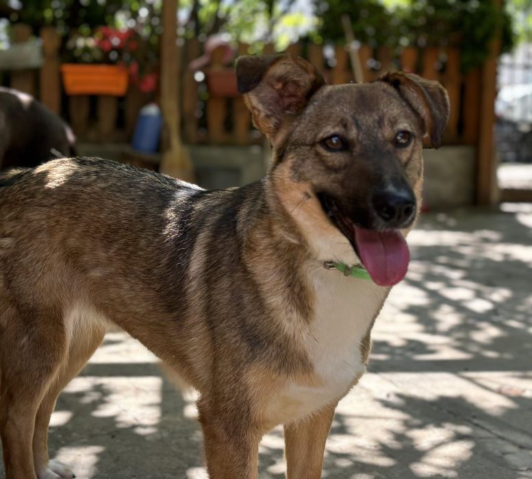 Подарявам кученце Зара