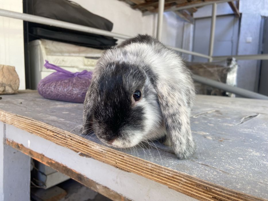 Quyon ona bola yangiyol