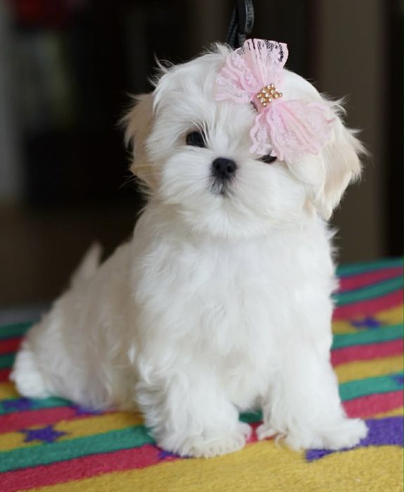 Bichon maltez mini toy