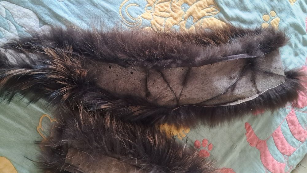 Продаётся натуральный мех Енота.