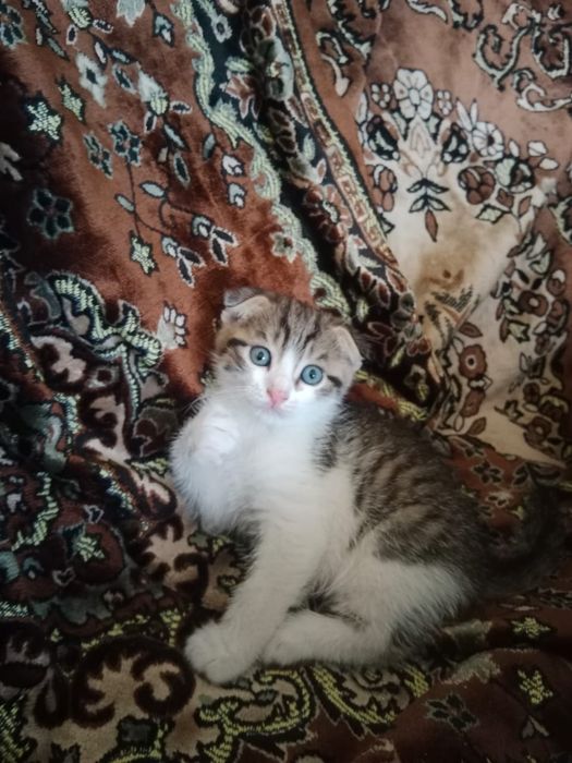 Отдам котят в хорошие руки