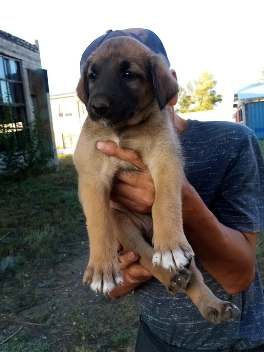 Очаровательные щенки ищут дом Бесплатно !