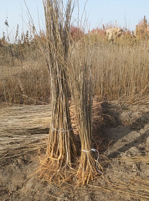 Tut kuchatlari sotiladi,sensa,2sort