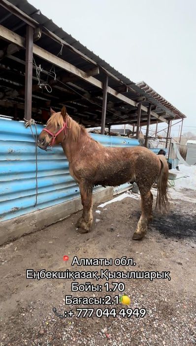 Породистая Лошадь