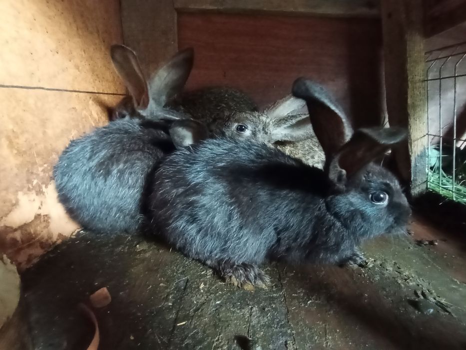 Кролики крольчата