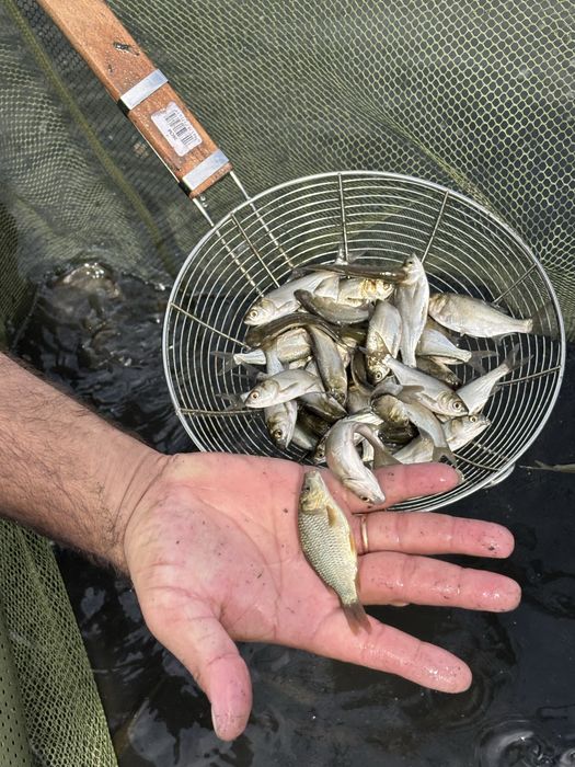 Сигалетка толслоба