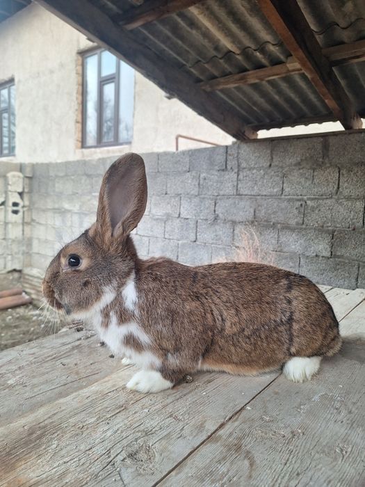 Кролик Самец  Микс