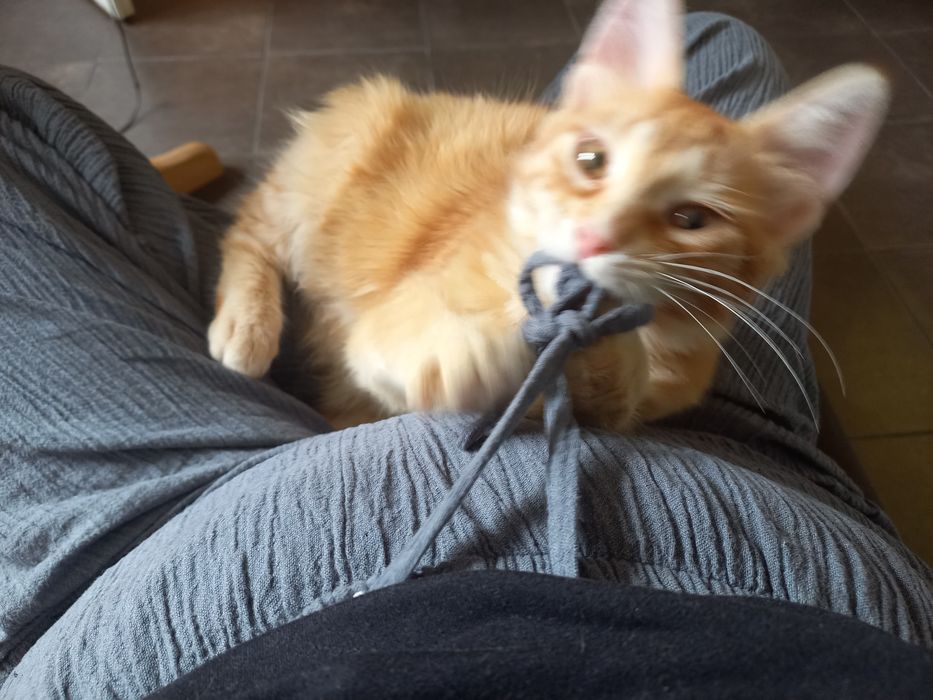 Коте Слънце търси дом